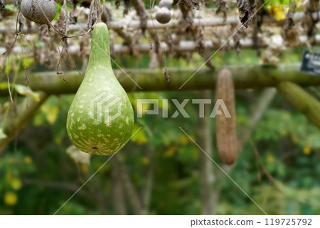 Giant gourd Giant gourd 119725792