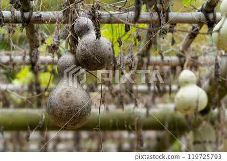 Large gourd 119725793