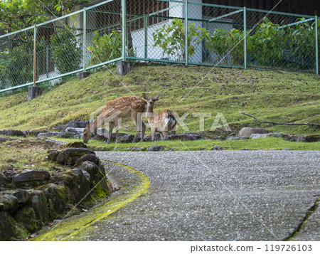 Deer in Nara Park eating grass 119726103