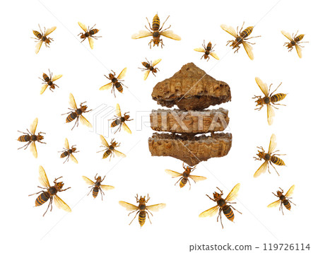 wasp nest with wasps isolated on white background 119726114