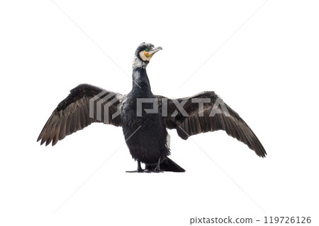 cormorant with spread wings isolated on white background 119726126
