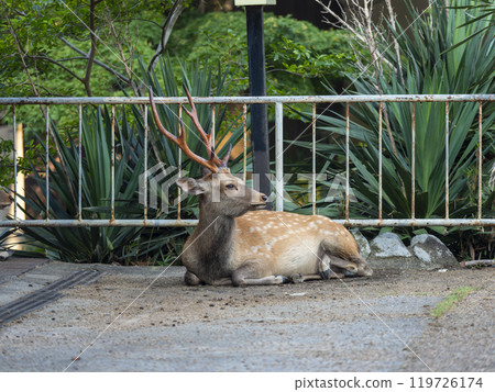A resting stag in Nara Park A resting stag in Nara Park 119726174