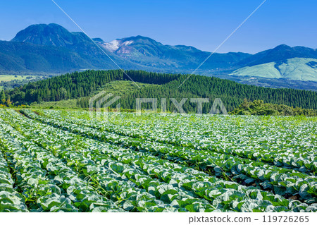 Cabbage fields in Handa Highlands Cabbage fields in Handa Highlands 119726265