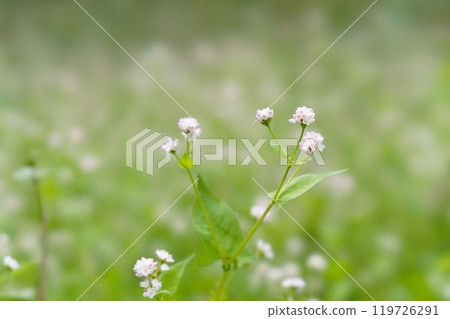 Misozoba花 Misozoba花 119726291