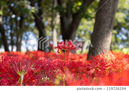 A close-up of red spider lilies growing in clusters all over Hayakawabuchi Higanbana Village, a famous red spider lily spot in Sakai Mitsugi, Isesaki City, Gunma Prefecture 119726294