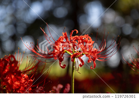 A close-up of red spider lilies growing in clusters all over Hayakawabuchi Higanbana Village, a famous red spider lily spot in Sakai Mitsugi, Isesaki City, Gunma Prefecture A close-up of red spider lilies growing in clusters all over Hayakawabuchi Higanbana Village, a famous red spider lily spot in Sakai Mitsugi, Isesaki City, Gunma Prefecture 119726301