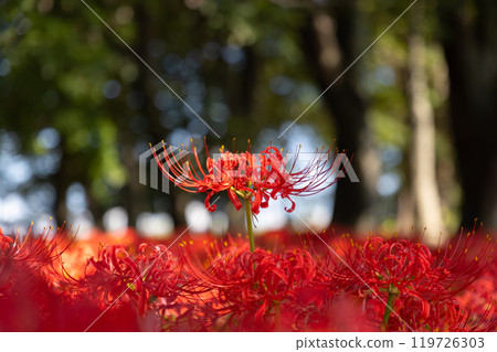 A close-up of red spider lilies growing in clusters all over Hayakawabuchi Higanbana Village, a famous red spider lily spot in Sakai Mitsugi, Isesaki City, Gunma Prefecture 119726303