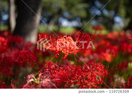 A close-up of red spider lilies growing in clusters all over Hayakawabuchi Higanbana Village, a famous red spider lily spot in Sakai Mitsugi, Isesaki City, Gunma Prefecture A close-up of red spider lilies growing in clusters all over Hayakawabuchi Higanbana Village, a famous red spider lily spot in Sakai Mitsugi, Isesaki City, Gunma Prefecture 119726309