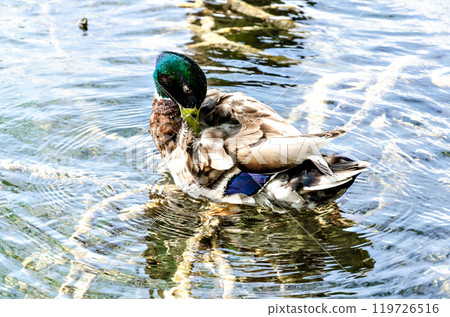 bird, water fowl, waterfowl 119726516