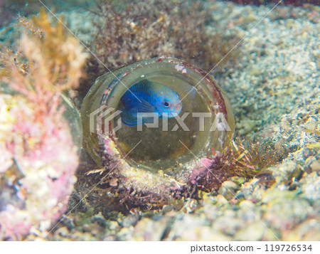 A beautiful blue-green damselfish (Pomacentridae) laying eggs in a wide-mouthed drift bottle. Araihama, Miura, Kanagawa Prefecture, 2024 119726534