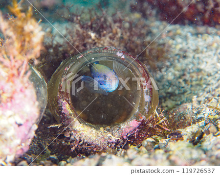 A beautiful blue-green damselfish (Pomacentridae) laying eggs in a wide-mouthed drift bottle. Araihama, Miura, Kanagawa Prefecture, 2024 119726537