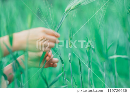 Picking wheat 119726686