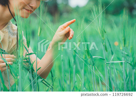 Picking wheat 119726692