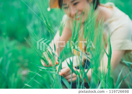 Picking wheat Picking wheat 119726698