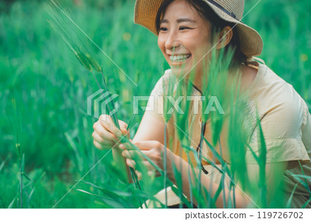 Picking wheat 119726702