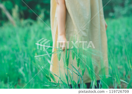 Picking wheat 119726709