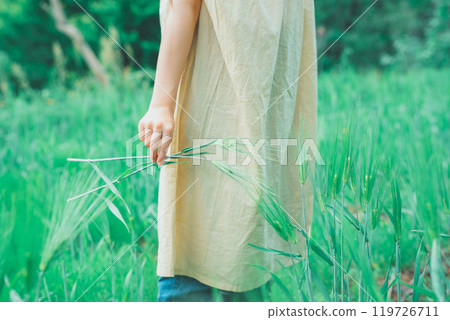 Picking wheat 119726711