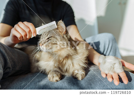 domestic cat grooming 119726810
