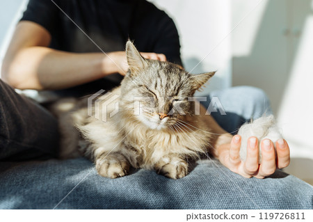 domestic cat grooming domestic cat grooming 119726811