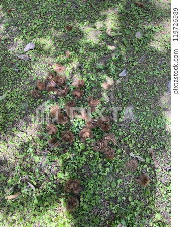 秋天的風景,落在地上的栗子 秋天的風景,落在地上的栗子 119726989