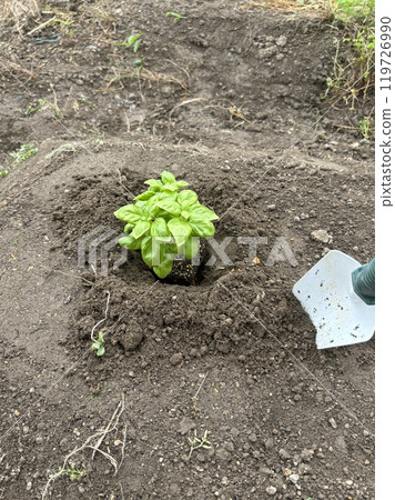 Planting seedlings in a home garden Planting seedlings in a home garden 119726990