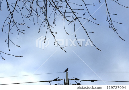 停留在電線上的鳥 119727094