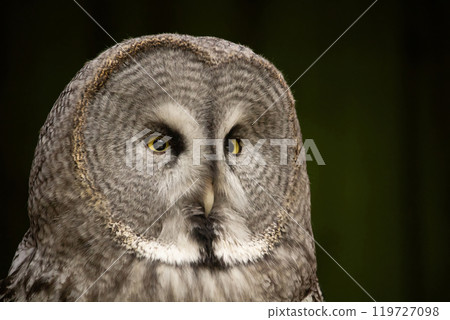 Portrait of great grey owl Portrait of great grey owl 119727098