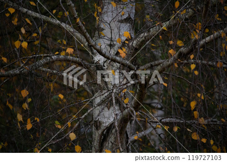 Birch tree forest, natural background 119727103