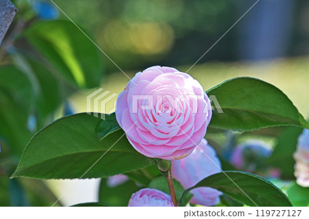 Pink maidenhair camellia flowers (winter, December) 119727127