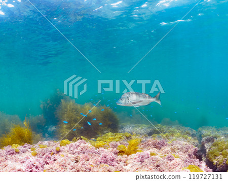 一隻巨大而美麗的黑鯛（泰國科）和一群其他美麗的雀鯛（Damsilaceae）聚集在馬尾藻森林中。 119727131
