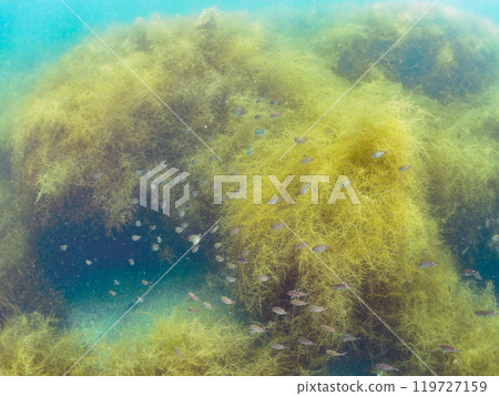 A school of beautiful damselfish (family Pomacentridae) and other fish gather in a Sargassum forest. Araihama, Miura, Kanagawa Prefecture, 2024 119727159