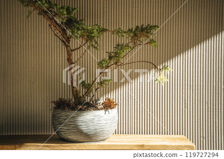 Japanese minimal design background. Japanese style, interior, design. Bonsai plant in a pot against a blank sunny wall. Japanese minimal design background. Japanese style, interior, design. Bonsai plant in a pot against a blank sunny wall. 119727294