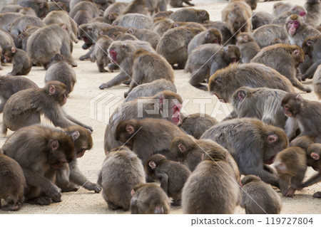 高山山猴 119727804