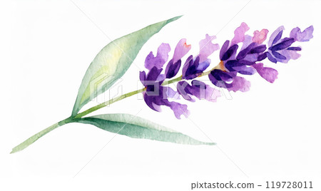 Lavender Watercolor Painting Lavender Watercolor Painting 119728011