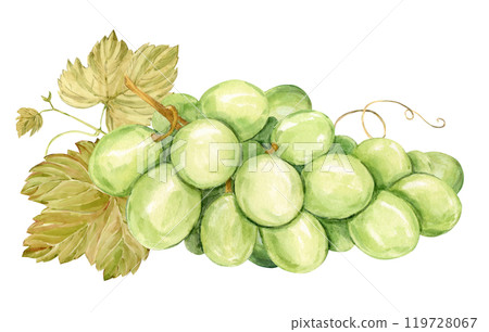 Watercolor branch with white grapes lies on the table. Illustration of green berries and leaves isolated on background. Berries for wine, juice, jam label. Clipart for winery, cafe, restaurant. 119728067