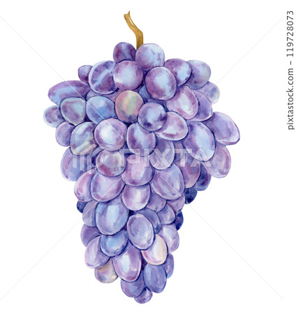 Watercolor purple grapes. Illustration of purple fruit isolated on white background. Grape symbol for wine, juice, jam labels. Clipart for winery, cafe, restaurant. Watercolor purple grapes. Illustration of purple fruit isolated on white background. Grape symbol for wine, juice, jam labels. Clipart for winery, cafe, restaurant. 119728073