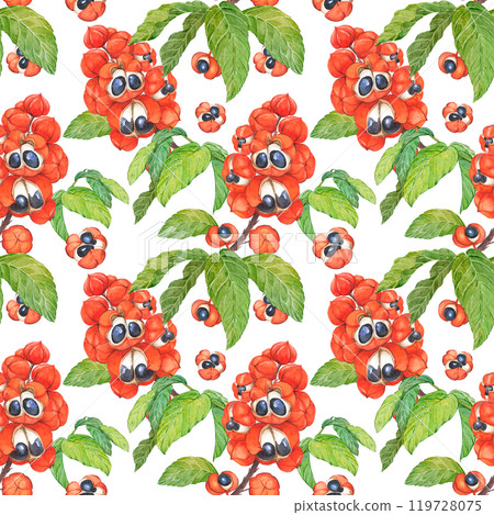 Watercolor seamless pattern with exotic fruits Paullinia cupana or Guarana, berries and leaves on white background. Botanical illustration for print, fabric or wallpaper. Superfood for energy drinks. 119728075