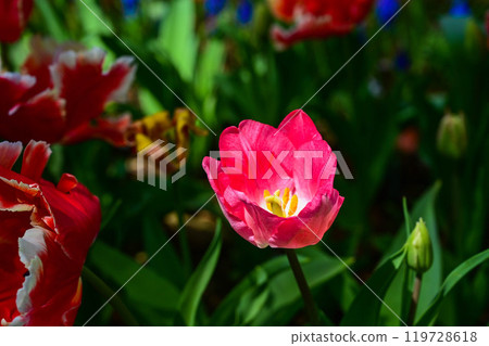 Tulip flower, tulip Tulip flower, tulip 119728618