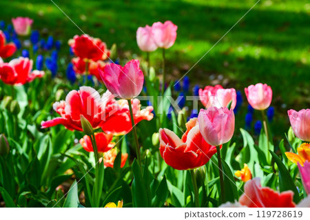 Tulip flower, tulip Tulip flower, tulip 119728619