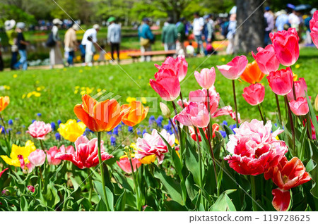 美津甲華, 美津甲華 美津甲華, 美津甲華 119728625