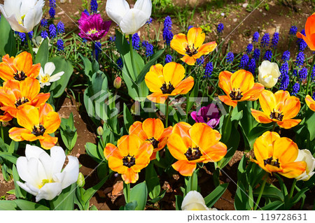 Tulip flower, tulip 119728631