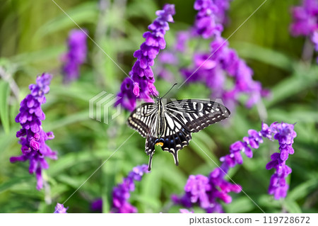Swallowtail butterfly Swallowtail butterfly 119728672