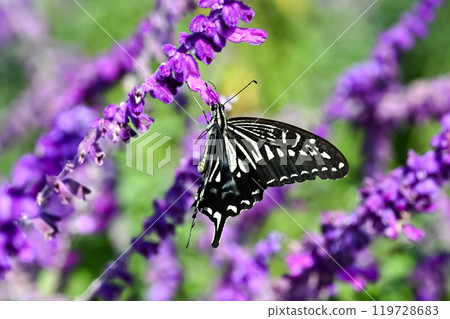 Swallowtail butterfly Swallowtail butterfly 119728683