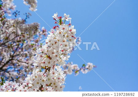 cherry blossoms, Japanese cherry blossoms, cherry blossom season, cherry blossom festival 119728692