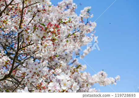 櫻花, 日本櫻花, 櫻花季, 櫻花節 櫻花, 日本櫻花, 櫻花季, 櫻花節 119728693