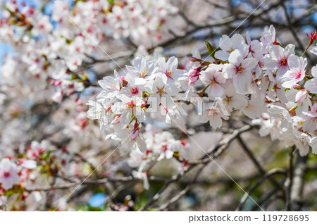 cherry blossoms, Japanese cherry blossoms, cherry blossom season, cherry blossom festival cherry blossoms, Japanese cherry blossoms, cherry blossom season, cherry blossom festival 119728695