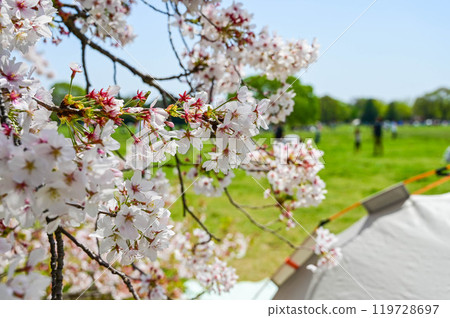 cherry blossoms, Japanese cherry blossoms, cherry blossom season, cherry blossom festival cherry blossoms, Japanese cherry blossoms, cherry blossom season, cherry blossom festival 119728697