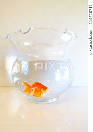 Goldfish Goldfish Fish Summer Japan Japanese Goldfish Goldfish Fish Summer Japan Japanese 119728715