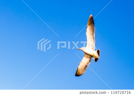 seagull seagull 119728716