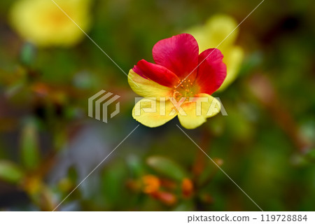 Portulaca 119728884